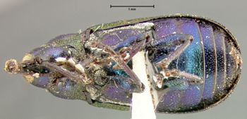 Media type: image;   Entomology 25157 Aspect: habitus ventral view